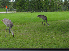 2011 Sandhill Crane and youngster