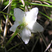 One-flowered Wintergreen, topside