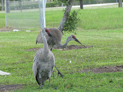 2011 Sand Hill Cranes - parent & juvenile