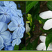- blue and white collage