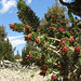 Ancient Bristlecone Pine 395x
