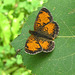 Northern Pearl Crescent male