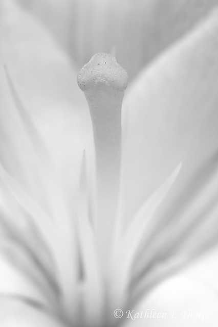 Tiger Lily Macro black and white 061213 Third Place Florida State Fair 2014