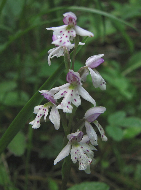 Round-leaved Orchid