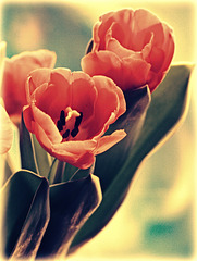 tulips in my window