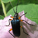 Pseudogaurotina cressonii, Long-horn Beetle