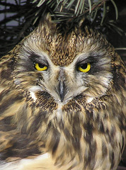Short-eared Owl close-up