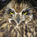 Short-eared Owl close-up