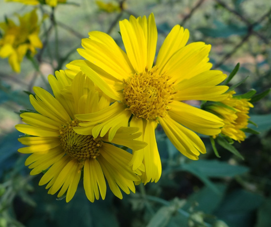 Beautiful Yellow Sunflowers