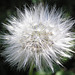 False-dandelion seedhead