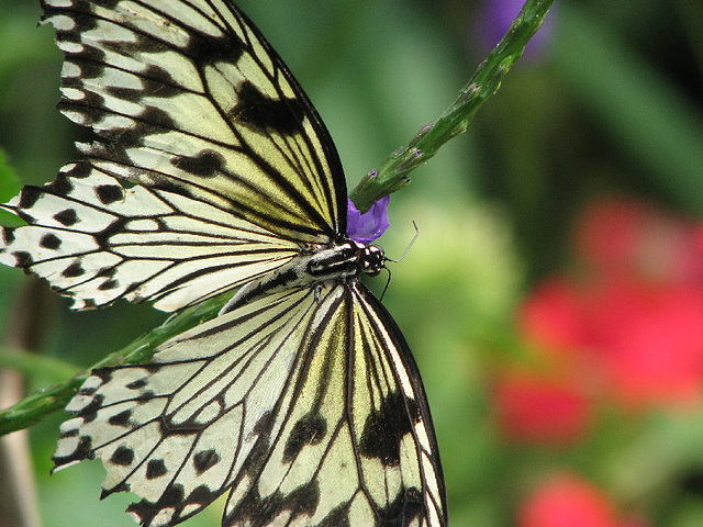 Black & white butterfly