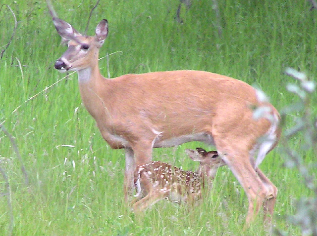 White-tailed doe & fawn