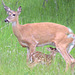 White-tailed doe & fawn