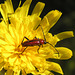 Beetle on Hawkweed
