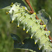 Columbia Silkmoth caterpillar