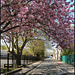 playground cherry blossom