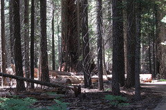 Sequoia NF, Freeman Creek sequoia grove (3376)