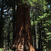 Sequoia NF, George Bush tree (3386)