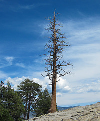Sequoia NF, Dome Rock (3394)