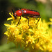 Red Longhorn Beetle on Goldenrod