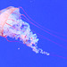 Pacific Sea Nettle (3) - 21 October 2014