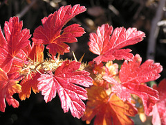 Gooseberry leaves in fall