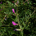 Vicia sativa subsp sagitalis-002