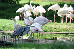 Graureiher und Flamingos (Wilhelma)
