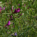 Vicia sativa subsp sagitalis-004
