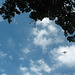 Florida blue sky & flying machine ..