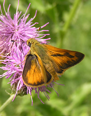 Another Skipper