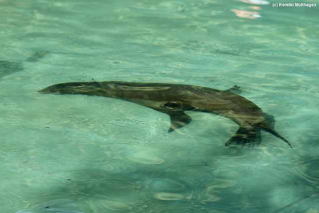 Seelöwe unter Wasser (Wilhelma)