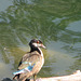 Wood Duck in eclipse