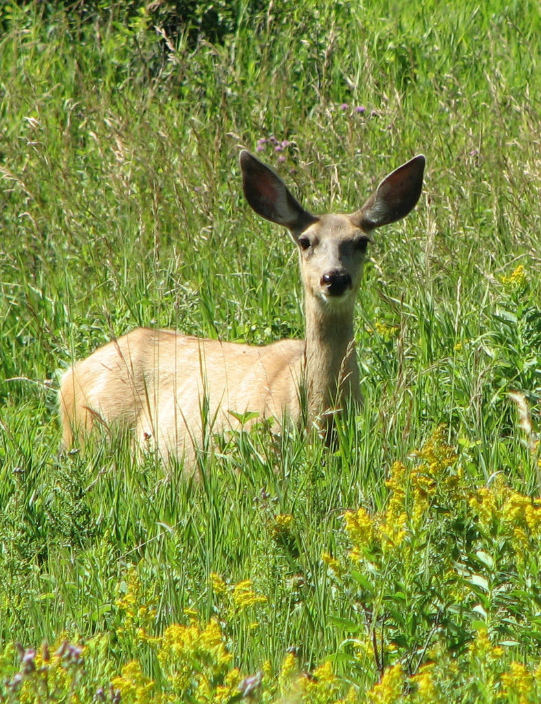 mule deer