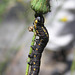 Maybe a Parnassian smintheus caterpillar