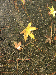 The fallen leaves ...