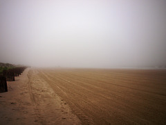 foggy mornin' tracks
