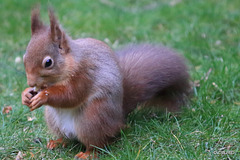 Early morning visitor - the Red Squirrel