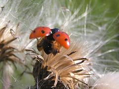 Ladybug, ladybug, fly away home