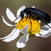 Black Beetle on Daisy