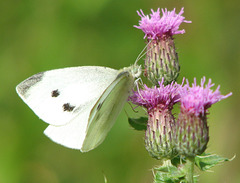 Cabbage White on Canada Thistle