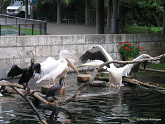 Pelikane und Kormorane (Wilhelma)