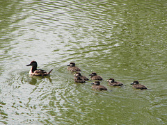 Ruddy Duck family