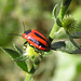 Red Turnip Beetle