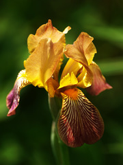 spring iris