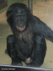 Bonobojunge Lucuma (Wilhelma)