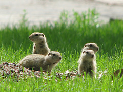 Baby Gophers