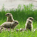 Baby Gophers