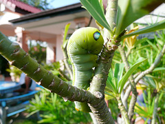 Caterpillar, Thai style