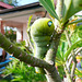 Caterpillar, Thai style